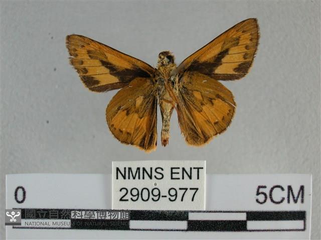 竹橙斑弄蝶藏品圖，第2張