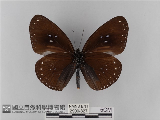 雙標紫斑蝶藏品圖，第2張