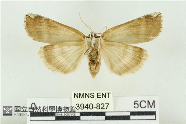 臺洒波紋蛾藏品圖，第2張