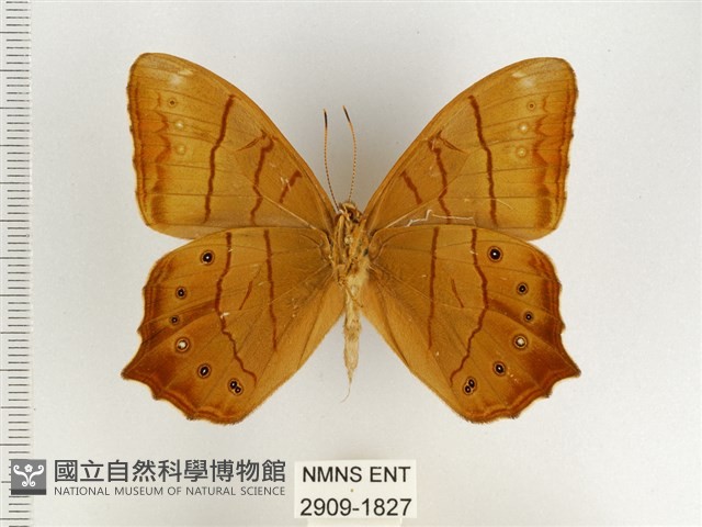 棕褐黛眼蝶藏品圖，第2張
