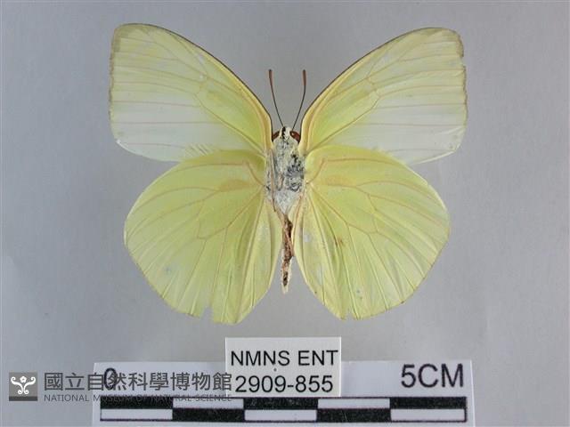 遷粉蝶、淡黃蝶藏品圖，第2張