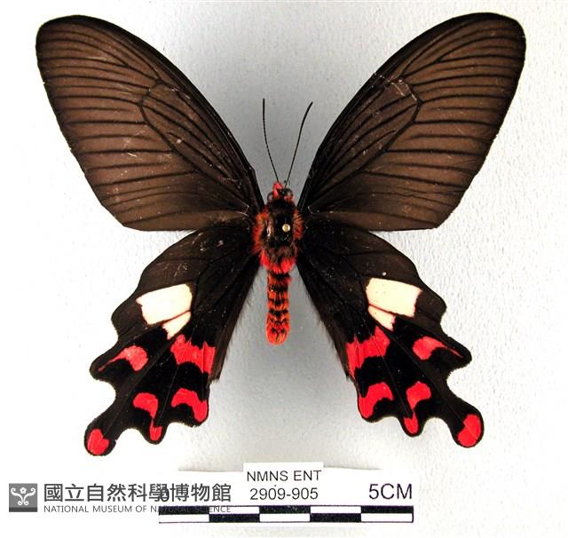 多姿麝鳳蝶藏品圖，第2張