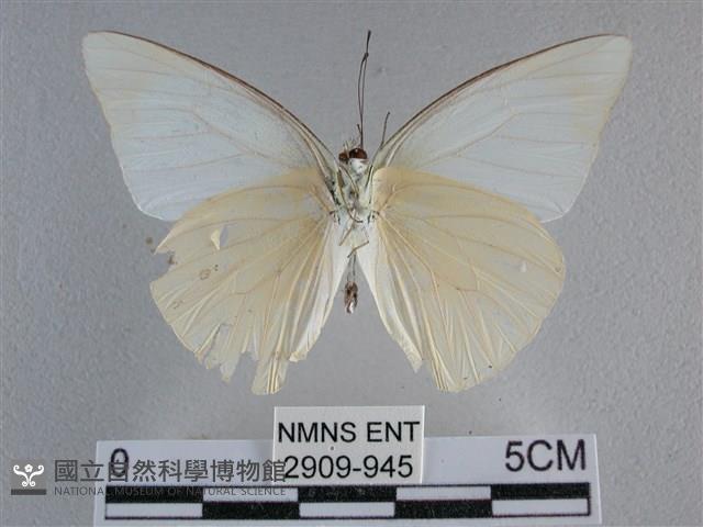 尖翅尖粉蝶藏品圖，第2張