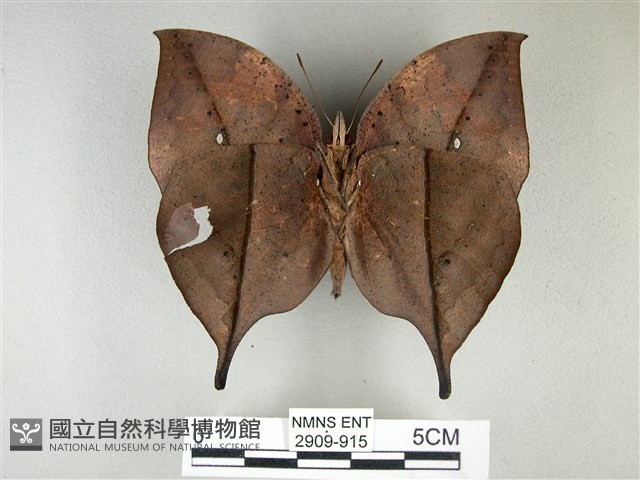枯葉蝶藏品圖，第2張