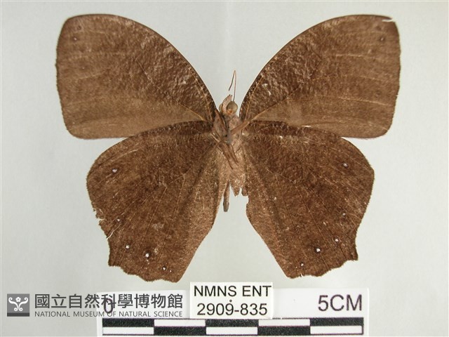 森林暮眼蝶、黑樹蔭蝶藏品圖，第2張