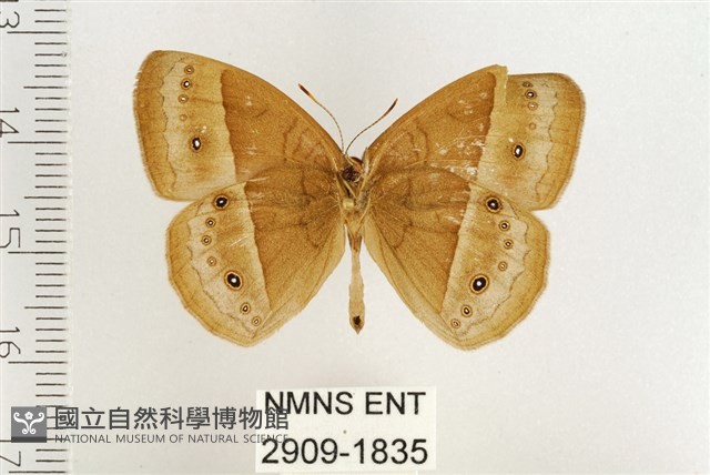 稻眉眼蝶藏品圖，第2張
