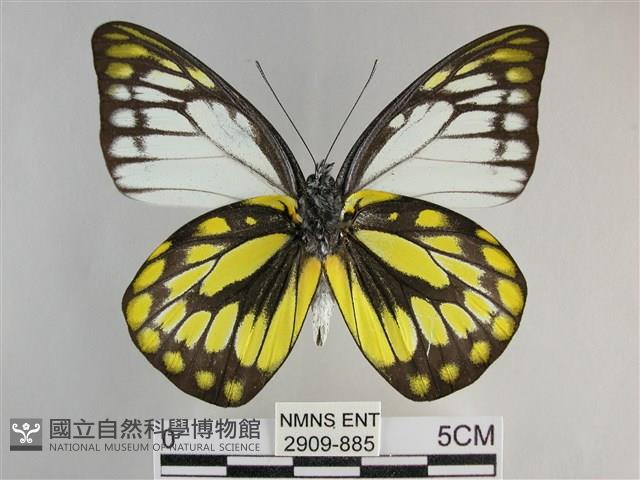 鋸粉蝶藏品圖，第2張