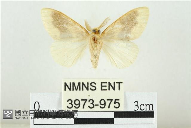 寬紋黃毒蛾藏品圖，第2張
