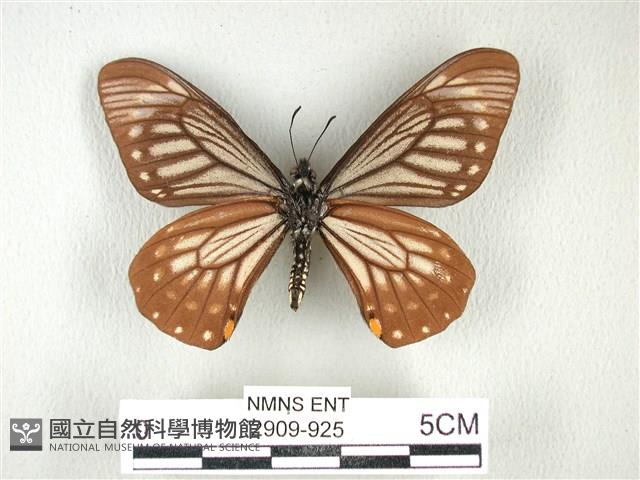 黃星斑鳳蝶藏品圖，第2張