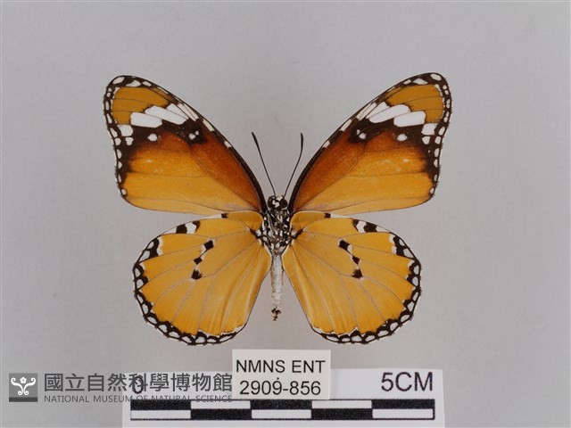樺斑蝶藏品圖，第2張