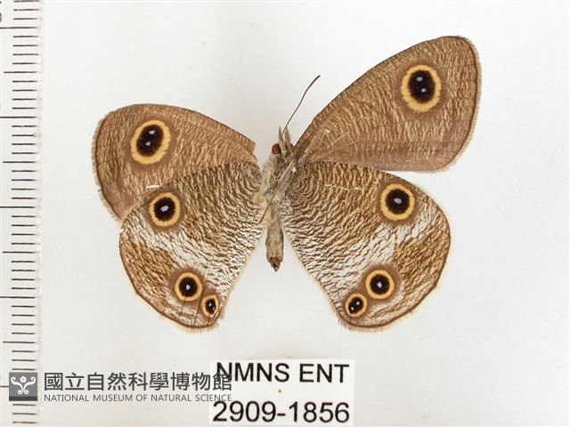 白帶波眼蝶藏品圖，第2張