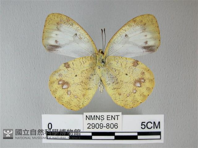 異粉蝶、雌白黃蝶藏品圖，第2張