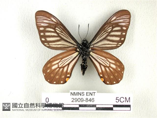 黃星斑鳳蝶藏品圖，第2張