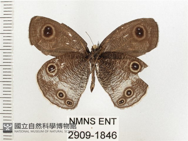 白帶波眼蝶藏品圖，第2張