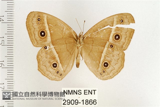 稻眉眼蝶藏品圖，第2張