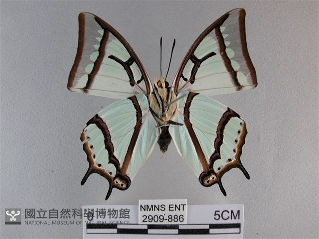小雙尾蛺蝶藏品圖，第2張