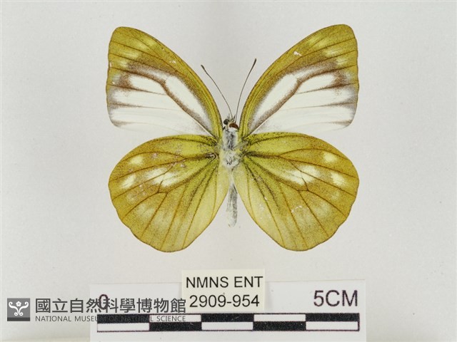 淡褐脈粉蝶藏品圖，第2張