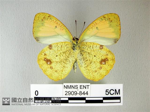 異粉蝶、雌白黃蝶藏品圖，第2張