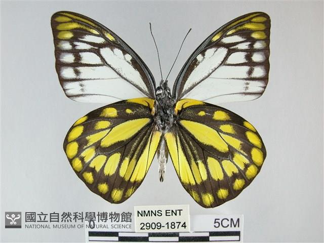 鋸粉蝶藏品圖，第2張