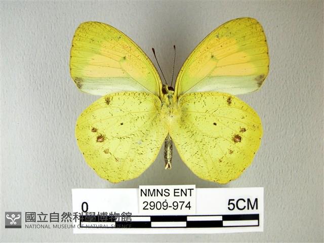 異粉蝶、雌白黃蝶藏品圖，第2張