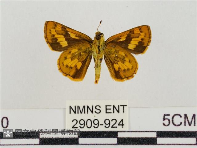 淡黃斑弄蝶藏品圖，第2張