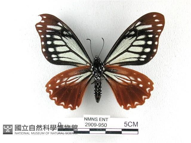 斑鳳蝶藏品圖，第2張