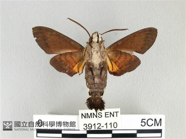 膝帶長喙天蛾藏品圖，第2張