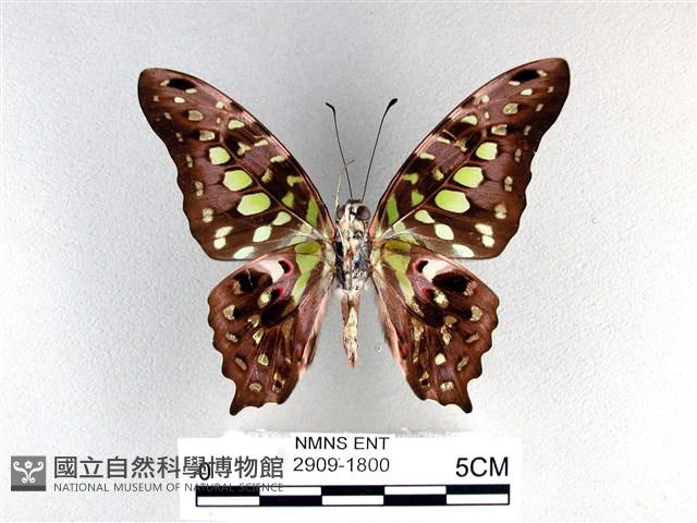 翠斑青鳳蝶藏品圖，第2張