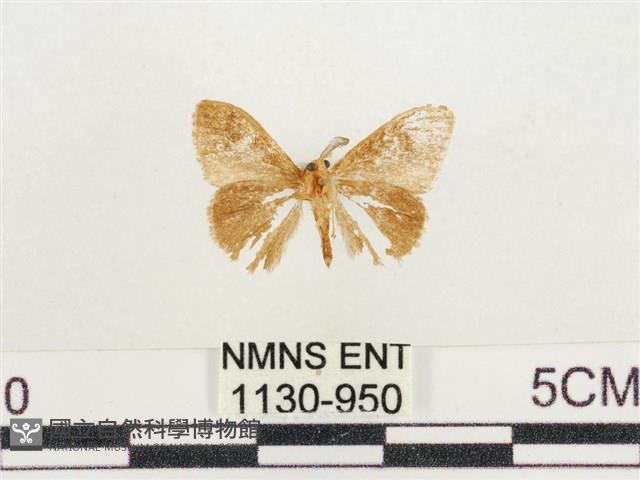 小白紋毒蛾藏品圖，第2張