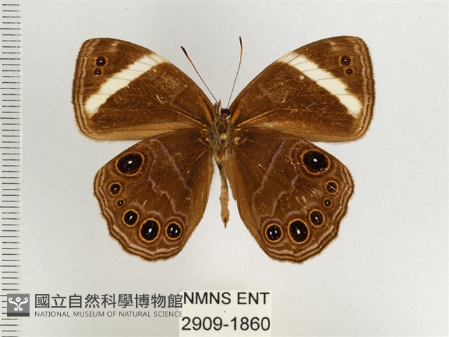 玉帶黛眼蝶藏品圖，第2張