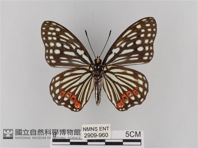 紅星脈蛺蝶藏品圖，第2張