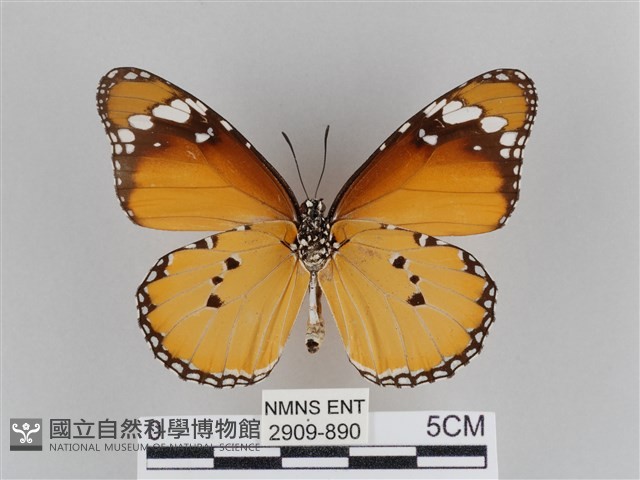 樺斑蝶藏品圖，第2張