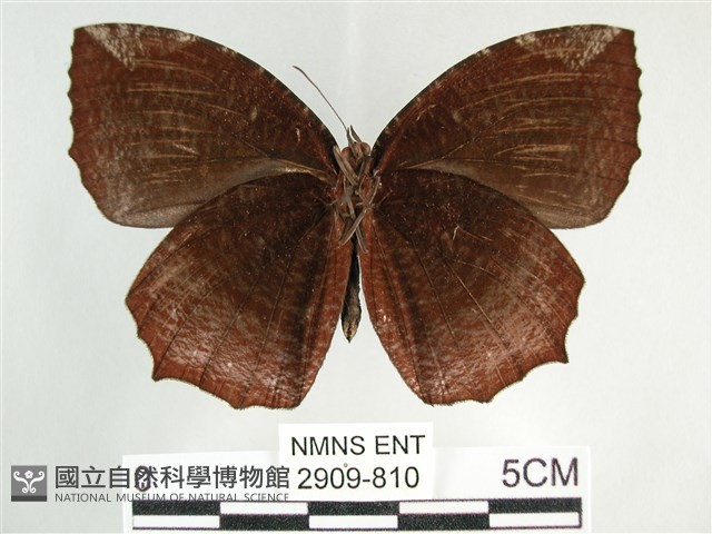 藍紋鋸眼蝶藏品圖，第2張