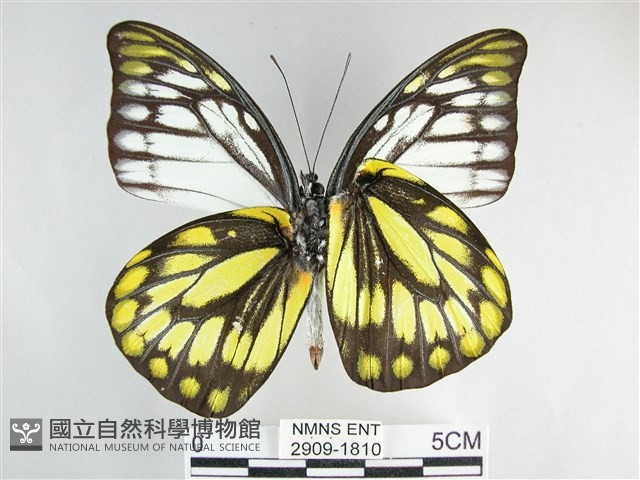 鋸粉蝶藏品圖，第2張