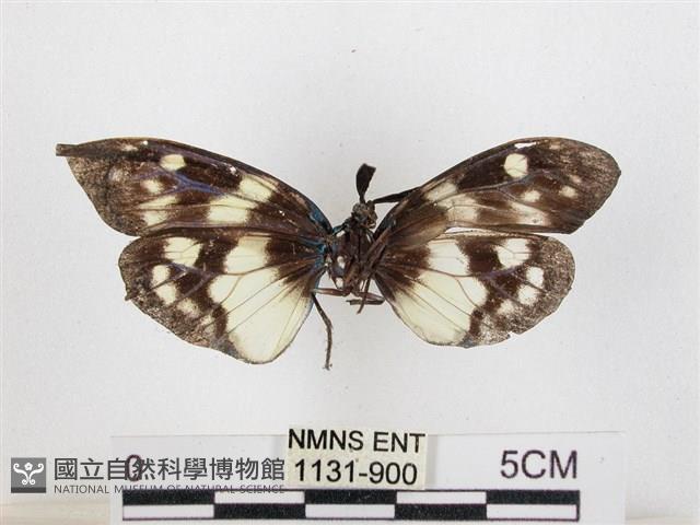 蓬萊茶斑蛾藏品圖，第2張