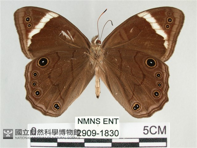 臺灣黛眼蝶藏品圖，第2張