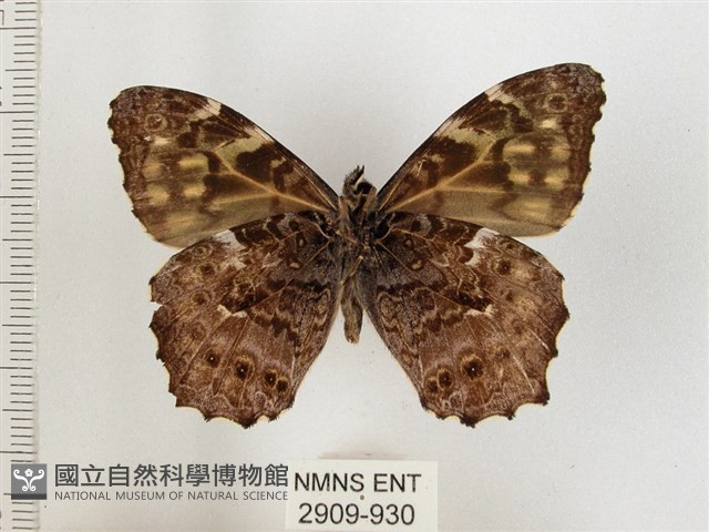 黃斑蔭眼蝶藏品圖，第2張