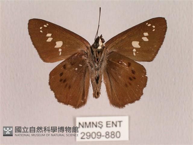 臺灣瑟弄蝶藏品圖，第2張