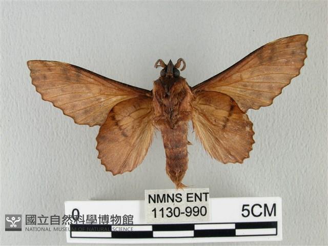 鋸緣枯葉蛾藏品圖，第2張