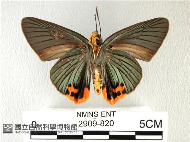 綠弄蝶藏品圖，第2張