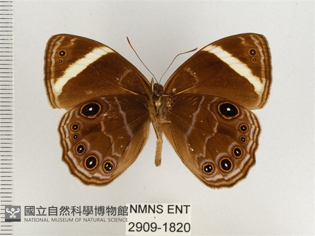 玉帶黛眼蝶藏品圖，第2張