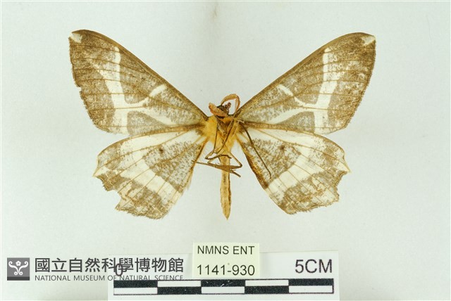樹形尺蛾藏品圖，第2張
