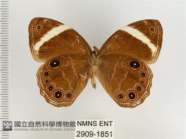 玉帶黛眼蝶藏品圖，第2張