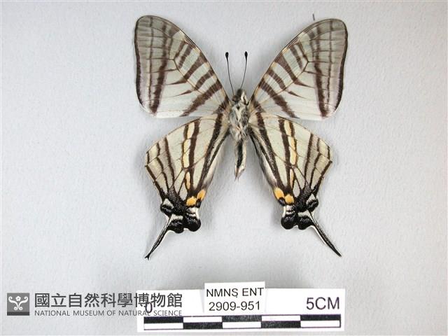 劍鳳蝶藏品圖，第2張
