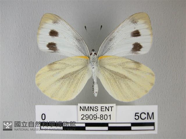 緣點白粉蝶藏品圖，第2張