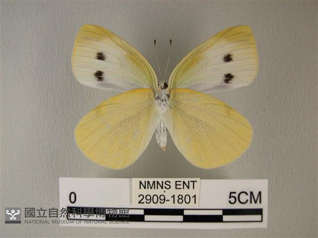 白粉蝶、紋白蝶藏品圖，第2張