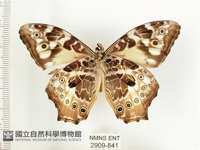 白斑蔭眼蝶藏品圖，第2張