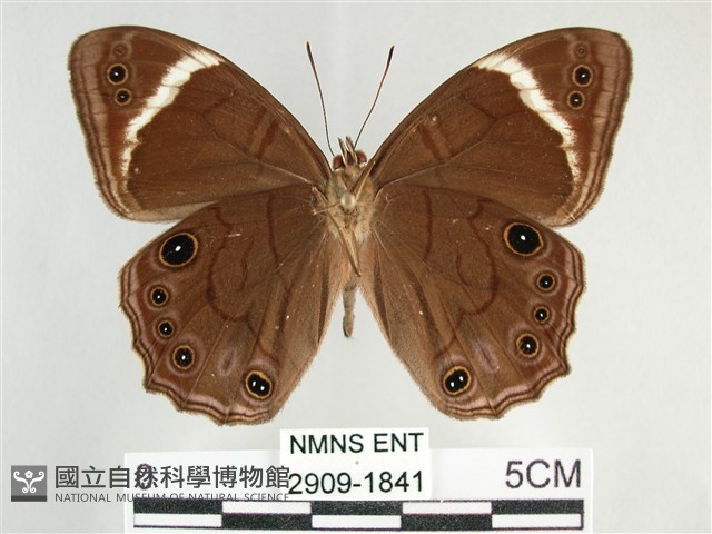臺灣黛眼蝶藏品圖，第2張