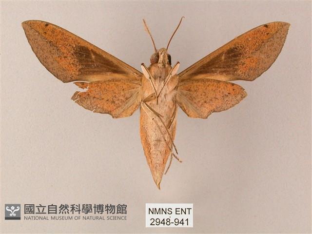 藏斜紋天蛾藏品圖，第2張