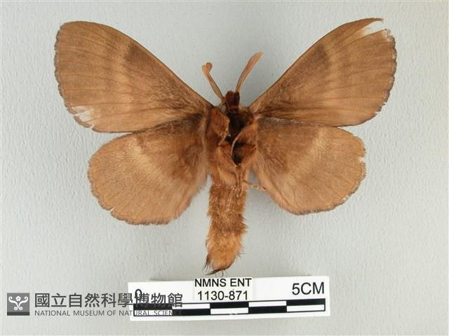 波紋枯葉蛾藏品圖，第2張